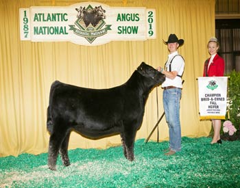 Bred-and-owned Fall Heifer Calf Champion