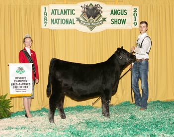 Bred-and-owned Reserve Fall Heifer Calf Champion