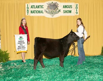 Bred-and-owned Senior Bull Calf Champion