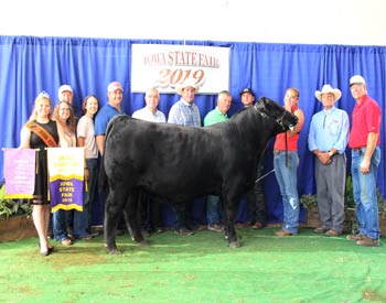 Grand Champion Bull