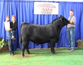 Reserve Junior Champion Bull