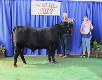 Intermediate Champion Bull