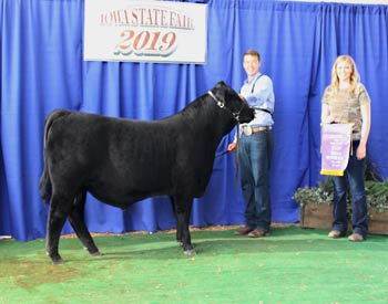 Senior Bull Calf Champion