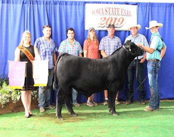 Reserve Grand Champion Bull