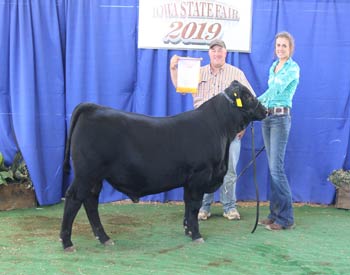 Reserve Senior Bull Calf Champion
