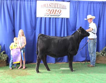 Junior Heifer Calf Champion