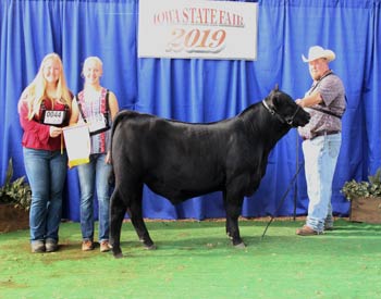 Reserve Junior Bull Calf Champion