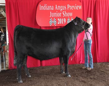 Bred-and-owned Senior Champion Female