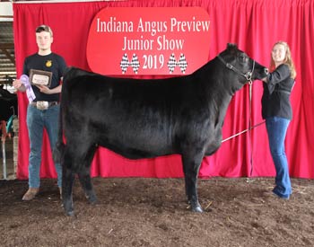 Bred-and-owned Reserve Senior Champion Female