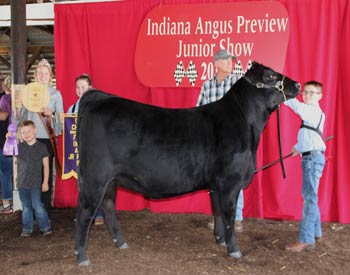 Grand Champion Bred-and-owned Female