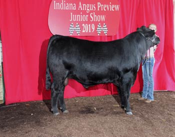 Bred-and-owned Reserve Junior Champion Bull