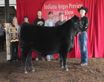 Reserve Grand Champion Steer