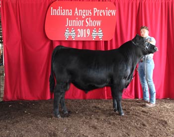 Bred-and-owned Reserve Senior Bull Calf Champion