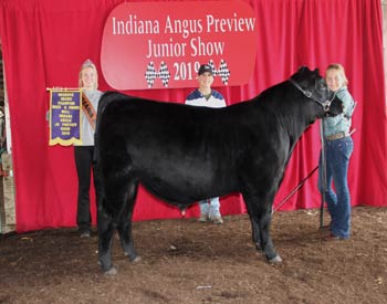 Reserve Grand Champion Bred-and-owned Bull