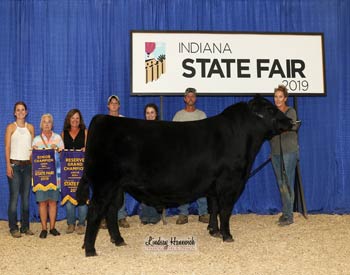 Reserve Grand Champion Bull