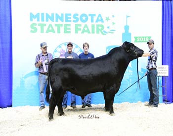 Reserve Senior Champion Bull