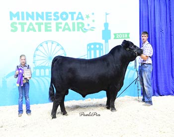 Senior Champion Bull