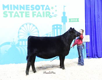 Reserve Senior Heifer Calf Champion