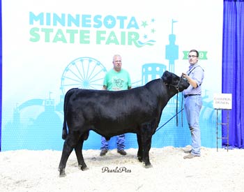 Senior Bull Calf Champion