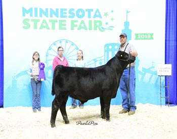 Junior Bull Calf Champion