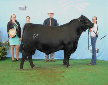 Reserve Junior Champion Bull