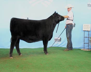 Reserve Junior Champion Heifer