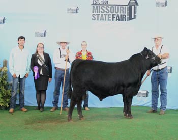 Intermediate Champion Bull