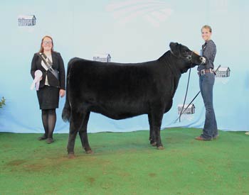 Reserve Intermediate Champion Heifer