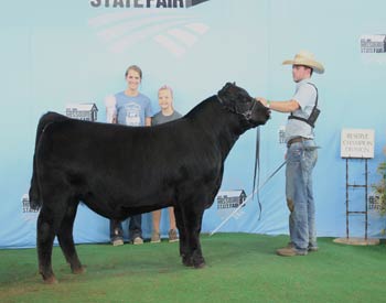 Reserve Senior Bull Calf Champion