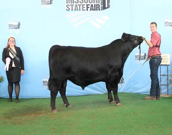 Reserve Intermediate Champion Bull
