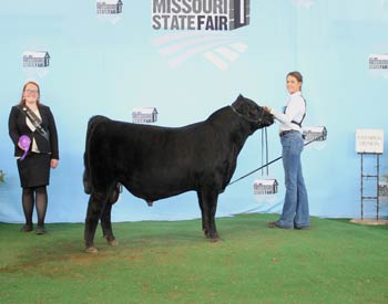 Senior Bull Calf Champion