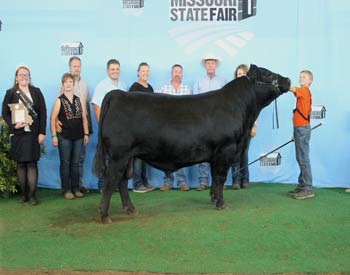 Grand Champion Bull