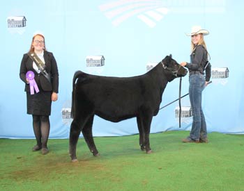 Junior Heifer Calf Champion