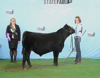 Junior Bull Calf Champion