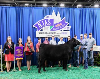 Grand Champion Steer