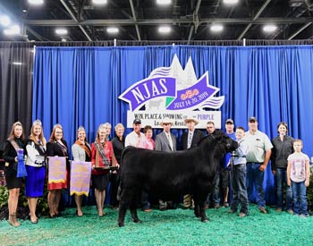 Grand Champion Bred-and-owned Bull