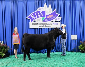 Bred-and-owned Reserve Intermediate Champion Bull