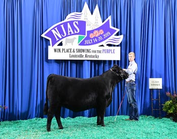 Bred-and-owned Heifer Class 18