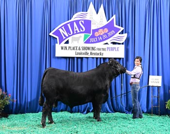 Bred-and-owned Bull Class 8