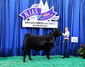 Bred-and-owned Heifer Class 14