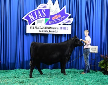 Bred-and-owned Heifer Class 19