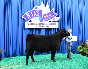 Bred-and-owned Heifer Class 21