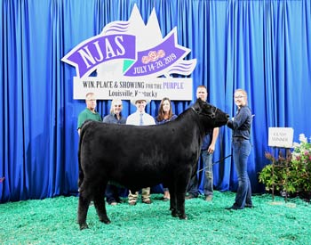 Steer Class 8