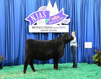 Bred-and-owned Heifer Class 23