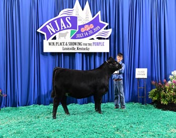 Bred-and-owned Heifer Class 8