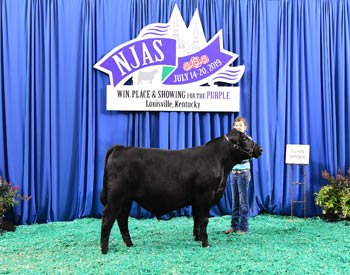 Bred-and-owned Bull Class 2