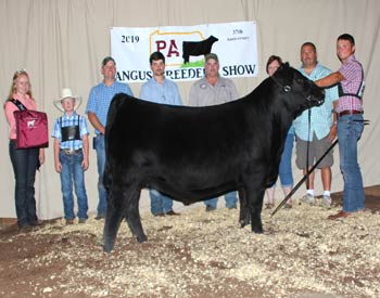 Grand Champion Steer
