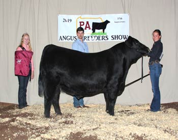 Grand Champion Bred-and-owned Bull