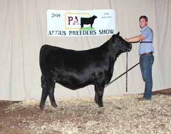 Bred-and-owned Intermediate Champion Heifer