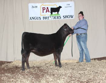 Bred-and-owned Senior Heifer Calf Champion